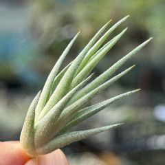 黄小花品種＊ メタリックシルバー＊ 子株＊ チランジア ロリアセア Tillandsia loliacea＊エアプランツ＠フラワーショップ江口