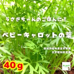 ☆農薬や化学肥料は使っておりません　ベビーキャロットの葉（ミニにんじんの葉）　埼玉県産　約４０ｇ（※根が少し大きくなっているものもあります）