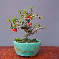 長寿梅　　小品盆栽／樹齢18年直送kaz