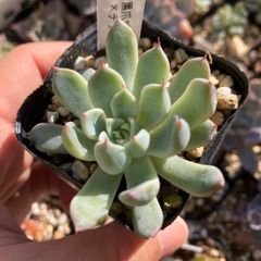 黒爪ザラゴーサ×チワワエンシス　抜き苗　多肉植物　モフ多肉　エケベリア