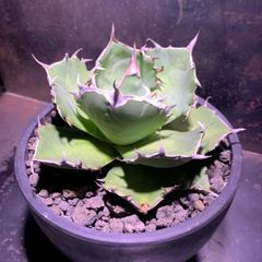 アガベ　ユタエンシス　ネバデンシス陽炎 鹿沼市花木センター | アガベ・ユタエンシス ネバデンシス 陽炎