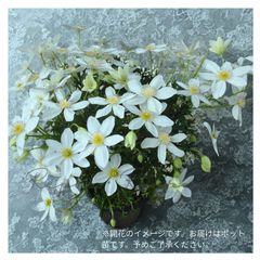花芽なし】アジサイ：ホシナデシコ〈星なでしこ〉（4号