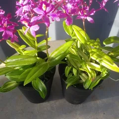 2025年最新】エピデンドラムの人気アイテム - メルカリ