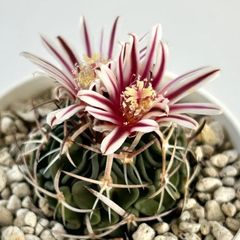 【多肉植物】サボテン・エキノフォスロカクタス　五刺玉　Echinofossulocactus pentacanthus