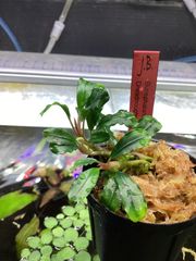 Bucephalandra sp. Satan Red 2020.10 ブセファランドラ sp