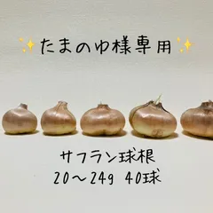 ✨たまのゆ様専用✨