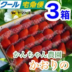 「愛媛県産」農家直送🍓クール便 たっぷり3箱セット かんちゃん農園の甘いいちご