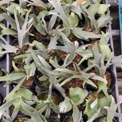 2025年最新】willinckii jade girlの人気アイテム - メルカリ