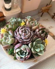 多肉植物 カット苗 エケベリア セダム 詰め合わせ セット 多肉