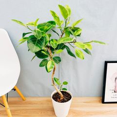［現品］1番　フィカス　アルテシマ　曲がり　7号　観葉植物　室内　ゴムの木　おしゃれ　かわいい  斑入り