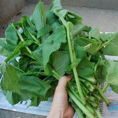 予約　天然山菜　ヨブスマソウ２ｋｇ（大小バラ詰め）