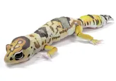 【中古】トレーディングフィギュア ニシアフリカトカゲモドキ(ホワイトアウト) 「いきもの大図鑑アドバンス SELECTED EDITION」のサムネイル