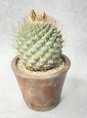 アガベ パリートランカータ オリザバ 錦 斑入り 多肉植物