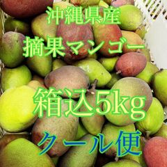 摘果マンゴー　青マンゴー　グリーンマンゴー　箱込5kg