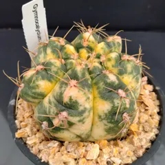 m*y様 王冠竜　12号 m*y様 王冠竜 12号 サボテン・王冠竜 12号 - メルカリ