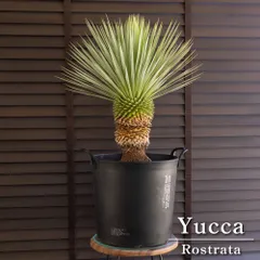 あ*う様 ユッカ エラータ ダブルヘッド 国内実生 ロストラータ リギダ