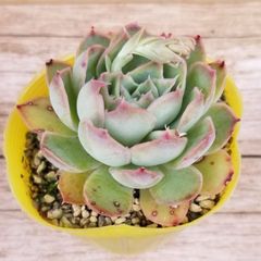 多肉植物・ｾﾀﾞﾑ属 抜き苗2.5号ポット【プロリフェラ】NO.A-33 - メルカリ