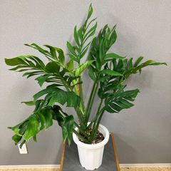 超希少❗️フィカス リラータ カシワバゴム 斑入り✨ - メルカリ