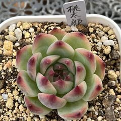 多肉植物 ☘️ 桃太郎 抜き苗
