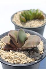 白馬の輝 ガステリア Mサイズ 5.5cmポット gasteria hakubanokagayaki 多肉植物 多肉永遠