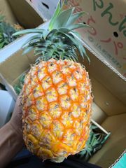 沖縄県産　ゴールドバレル　2玉　（1玉1キロ前後）