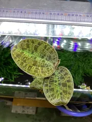 希少　マコデス　ペトラ　西カリマンタン産　増殖株 Macodes petola マコデス・ペトラ 【ジュエルオーキッド／宝石蘭