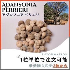 【種子】バオバブ アダンソニア ペリエリ / セット割あり 数量3粒から