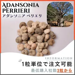 3月入荷 200粒 バオバブ アダンソニア ディギタータ 種 種子 証明書あり2 0903110533_66d66eed332c7.jpg