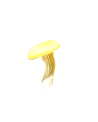 shop-thumbnail