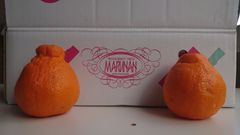 長崎市県産 (マルナン)不知火 秀品 12玉 甘くて美味しい♪