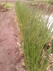 芽出しアサツキ15球、薬味、これからの季節、春と秋に2度収穫可能　球根は大小不揃いです