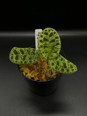 Macodes petola マコデスペトラ ジュエルオーキッド