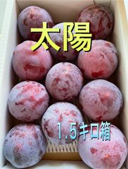 最終　山梨県産スモモ(太陽)  訳あり１.５キロ箱