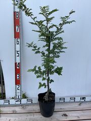強い山椒苗 /スーパー花山椒5号接木苗・強健台木