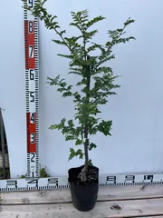 2025年最新】花山椒の人気アイテム - メルカリ