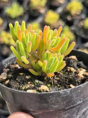新入荷　多肉植物　超キラキラ　ドロサンテマム　蛍光兎  小苗　抜き苗　1株