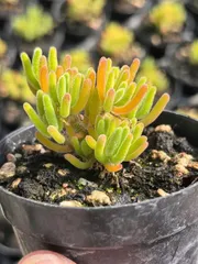 2025年最新】ドロサンテマム 多肉の人気アイテム - メルカリ