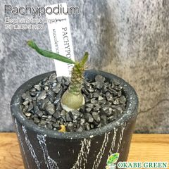 パキポディウム ゲアイー 塊根植物 黒陶器鉢＋富士砂仕立 - メルカリ