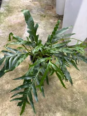 袋帯 佐賀錦 金糸 亀甲 菱形 菊 シダ植物 花草柄 NO-1329