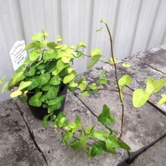 「ヘデラ・ジェイク」３号（蔓長め）　ウコギ科　 Hedera helix Jake　アイビー