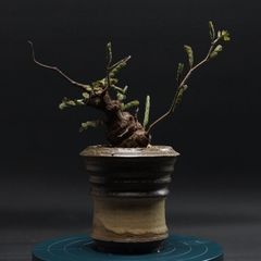 "Senna meridionalis" センナ メリディオナリス 管理2408