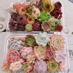 多肉植物＆センペルビウム 寄せ植え用2packset※A
