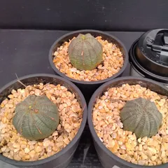 実生 オベサ鉄甲 陶器鉢ごと発送 実生 オベサ鉄甲 陶器鉢ごと発送