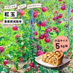 発送9月25日から「紅玉5キロ箱小玉A品B品ミックス」 紅玉 5キロ箱 小玉 リンゴ 送料無料