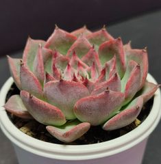 エケベリア 原種 チワワエンシスイエコラ chihuahuaensis Yecora ケーレス実生苗 月曜or火曜日発送
