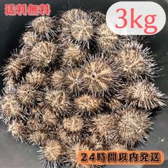 冷凍マツバ貝200個　石鯛　黒鯛　釣り餌　カサガイ　ジンガサ 送料無料】冷凍マツバ貝200個 石鯛 黒鯛 釣り餌 カサガイ