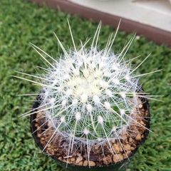 サボテン テロカクタス 太白丸