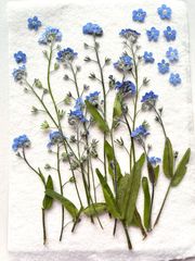 押し花 NO.377 忘れなぐさ ダールベルグデージ➖他 - メルカリ