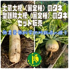 大蔵大根のタネと聖護院大根のタネ　各40粒　固定種の種子セット販売