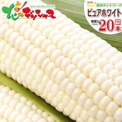 【予約/8月中旬(8月15日)頃～出荷予定】北海道 南幌町産 ピュアホワイトSP 20本入り とうもろこし 朝採り 甘い トウモロコシ スイートコーン 残暑見舞い 野菜 ギフト 贈り物 お祝い 内祝い プレゼント ご家庭用 北海道 グルメ お取り寄せ